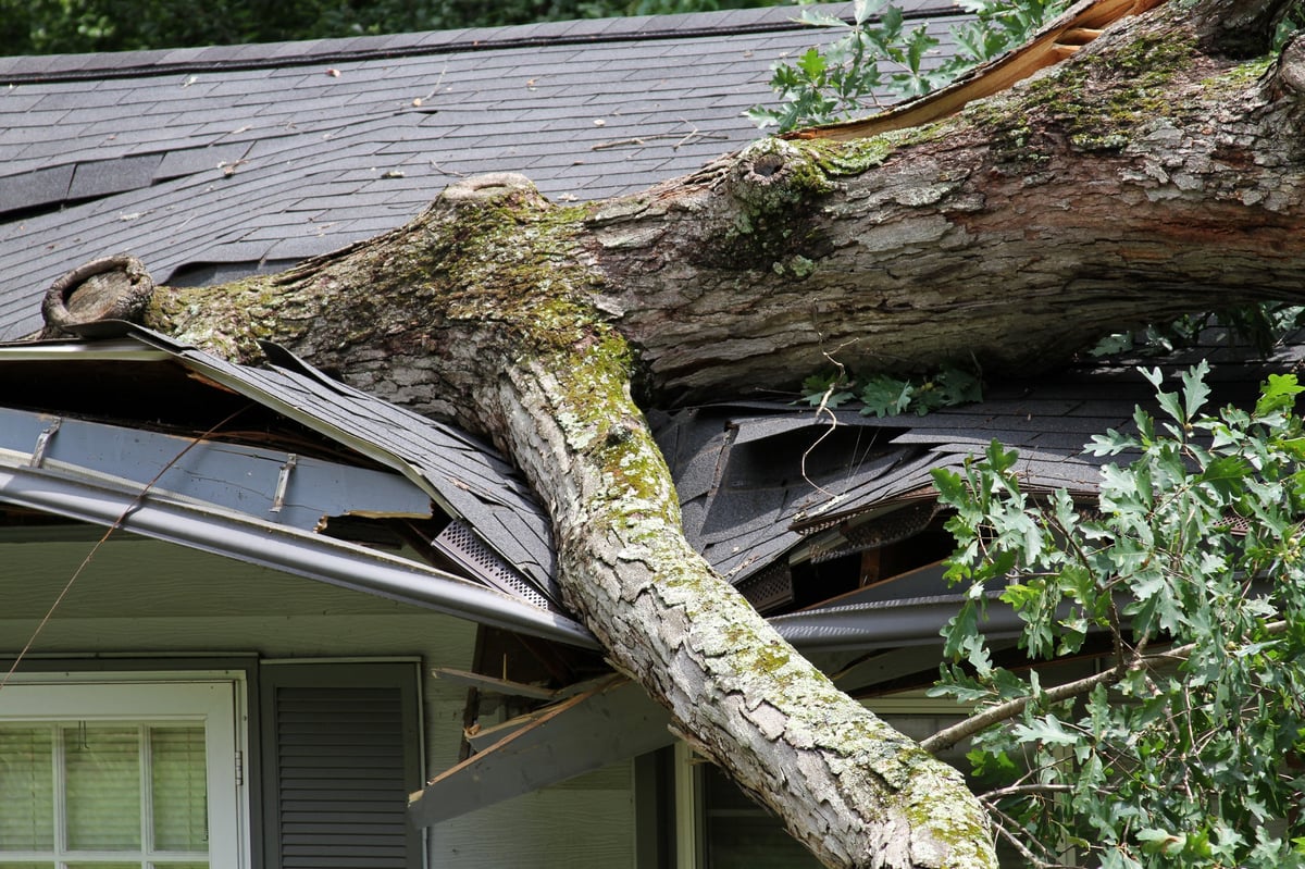 Storm-felled tree resting on a house roof after heavy weather