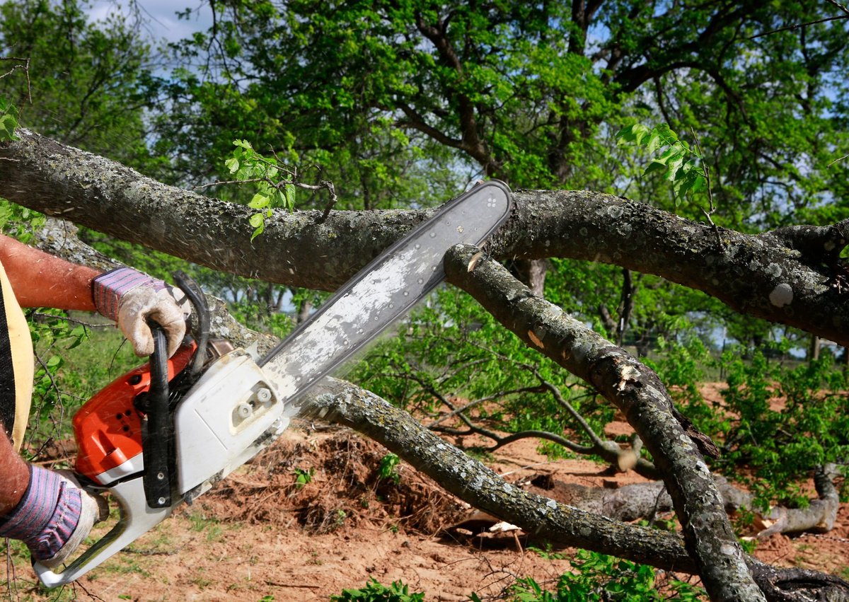 Professional cutting a tree with an electrical chainsaw